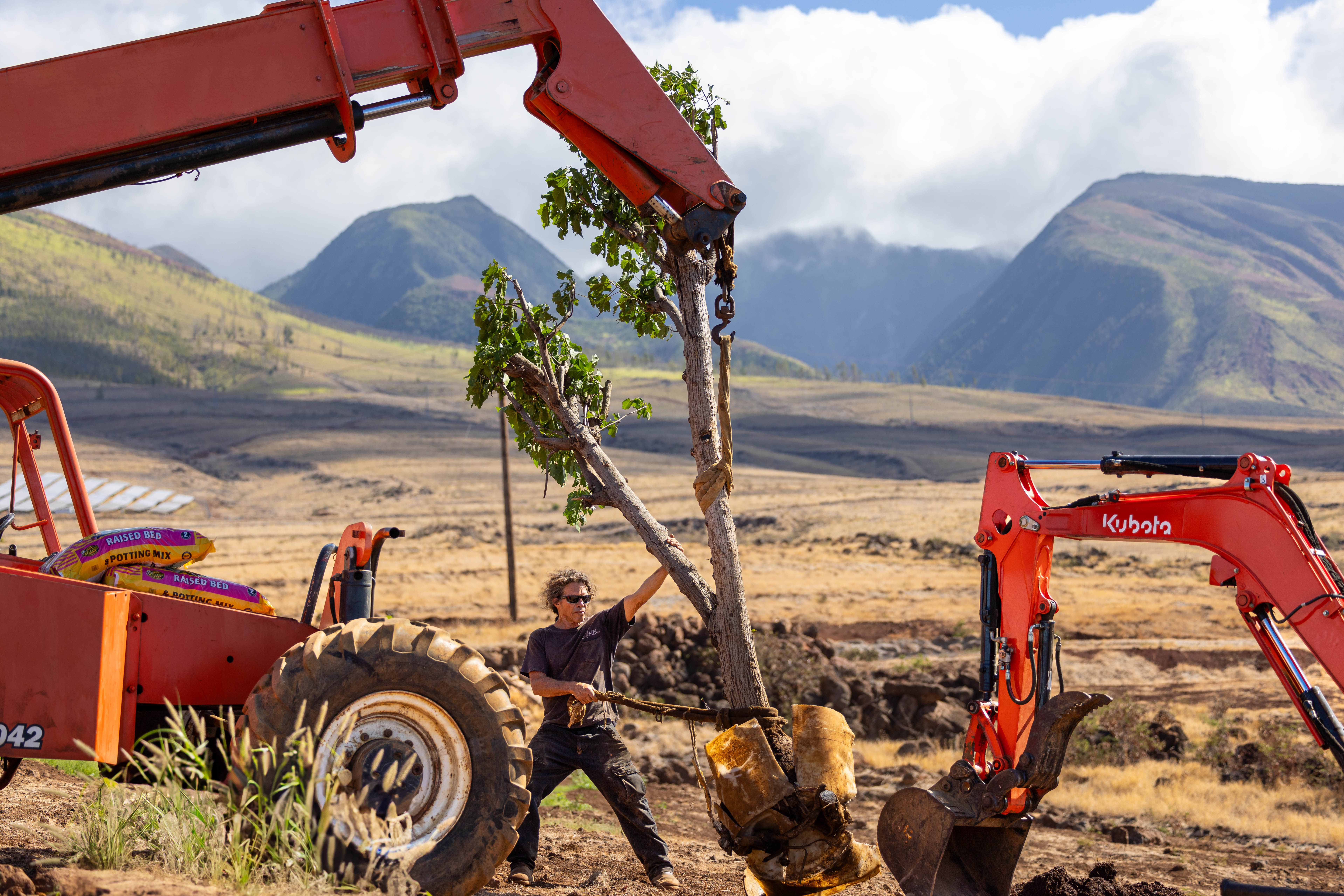 First planting brings roots back to Lahaina 