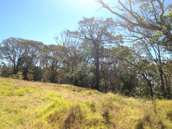 Keawewai Koa planting sign-ups available September 18